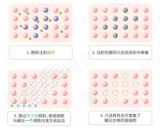 硼中子俘获（BNCT）治疗胶质瘤、脑膜瘤、垂体瘤等脑瘤的前沿进展