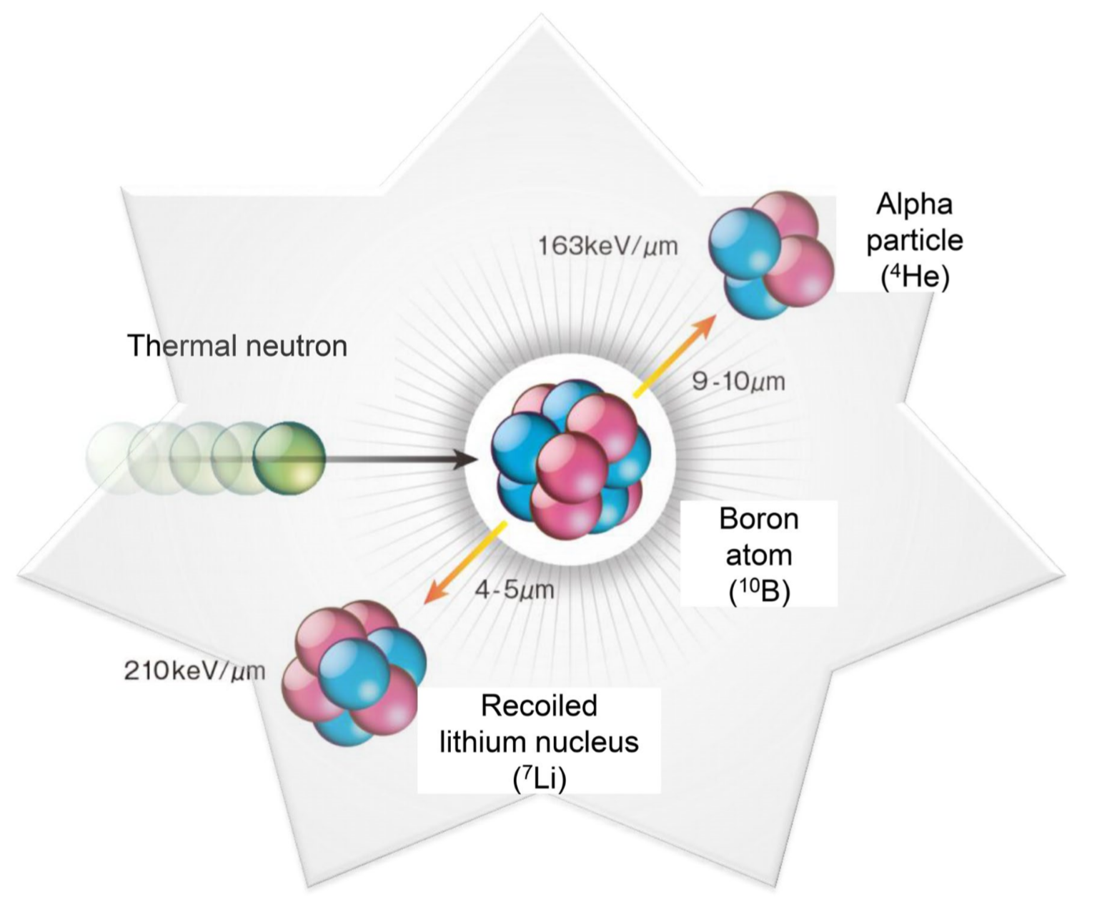 硼中子俘获治疗（BNCT）