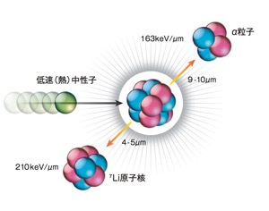 硼中子俘获疗法（bnct）